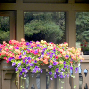 De mooiste bloemen en planten voor op jouw balkon