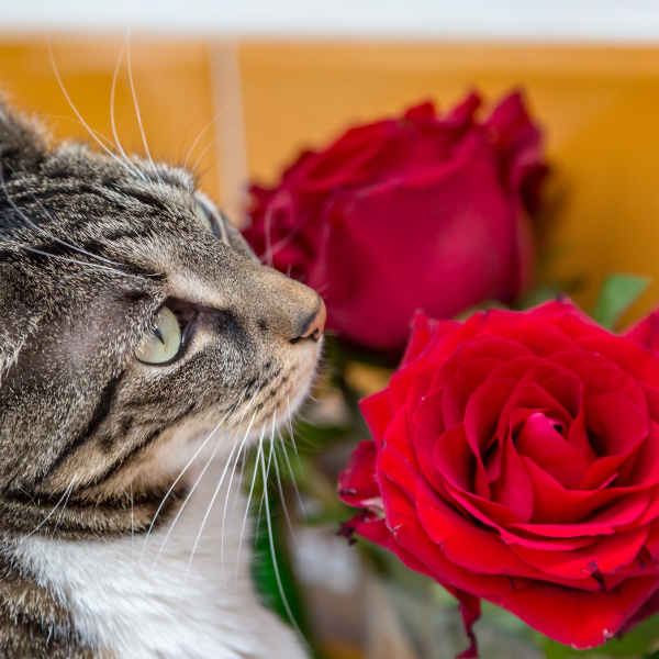 Zijn rozen giftig voor katten?